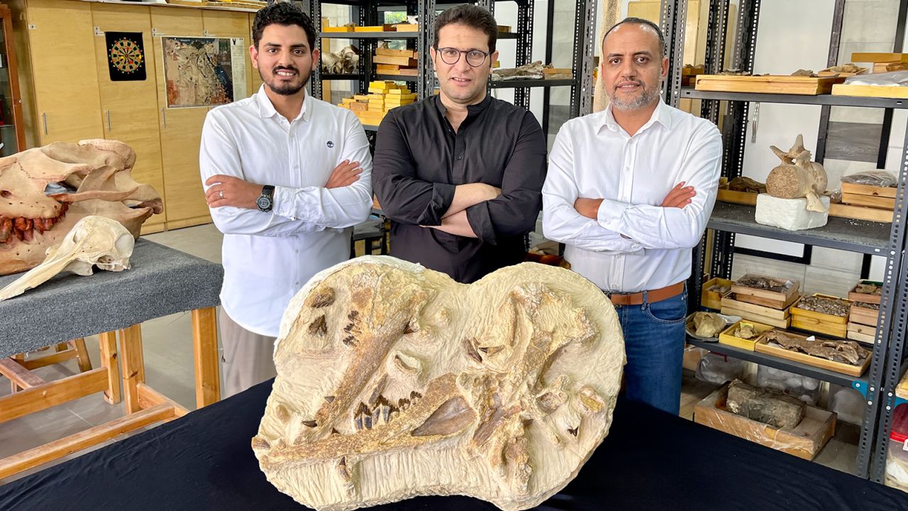 Paleontolodzy Abdullah Gohar, Mohamed Sameh i Hisham Salam (od lewej) ze skamieniałymi szczątkami T. rayanensis w Centrum Skamieniałości Kręgowców na Uniwersytecie Mansoura w Egipcie.