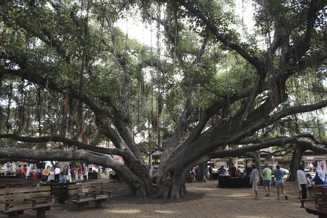 The banyan tree, seen here in 2018, stands along Lahaina's historic Front Street. The 150-year-old tree was scorched by a devastating wildfire that started Tuesday.