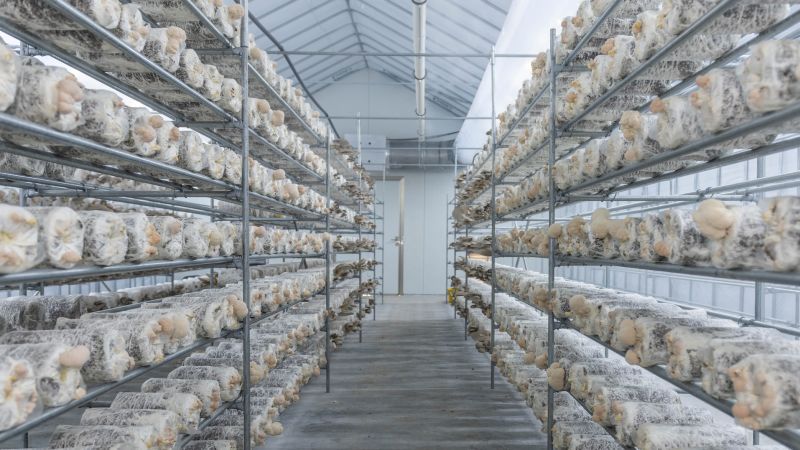 NextImg:Mushrooms are being farmed in Abu Dhabi's desert | CNN Business
