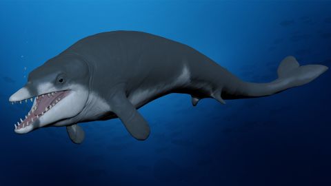 02 mini whale fossil basilosaurid illo