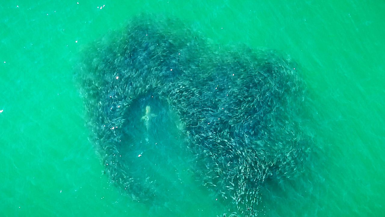 New York State Park Police officers are using drones to monitor for sharks off the coast of Long Island, New York, like this one spotted in 2022. 