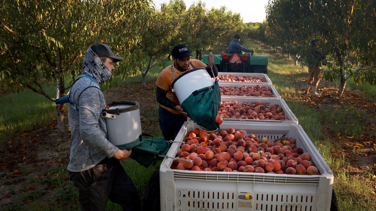FORT VALLEY, GEORGIA - JULY 24: Workers fill boxes with peaches after picking them from the trees at Pearson Farm on July 24, 2023 in Fort Valley, Georgia. Due to weather extremes earlier in the year, their peach season, which usually ends in August, concluded today. Pearson Farm said they typically ship peaches to their customers for a 10-week period, but because of the lack of peaches, they only did four weeks. Peach farmers in Georgia say that a heat wave that hit the state in February and two cold fronts that passed through later in the season caused them to lose more than 90% of their crops this year. (Photo by Joe Raedle/Getty Images)
