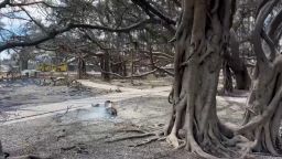 This image taken from video shows the banyan tree in Lahaina, Hawaii, after the wildfire.