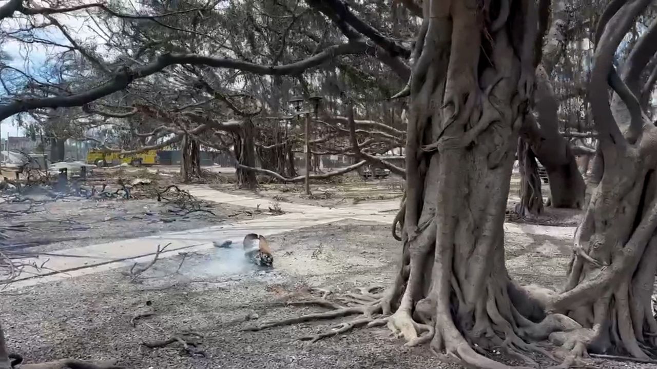 This image taken from video shows the banyan tree in Lahaina, Hawaii, in the aftermath of the devastating wildfires.
