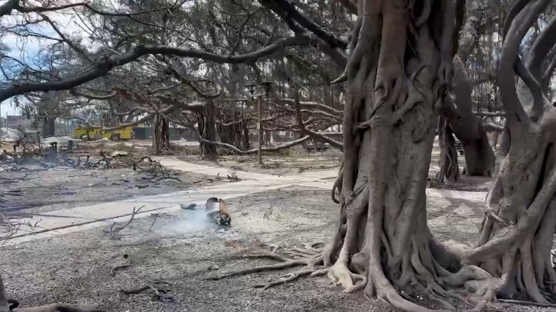 Lahaina’s historic 150-year-old banyan tree was badly scorched by wildfires, but it’s still standing