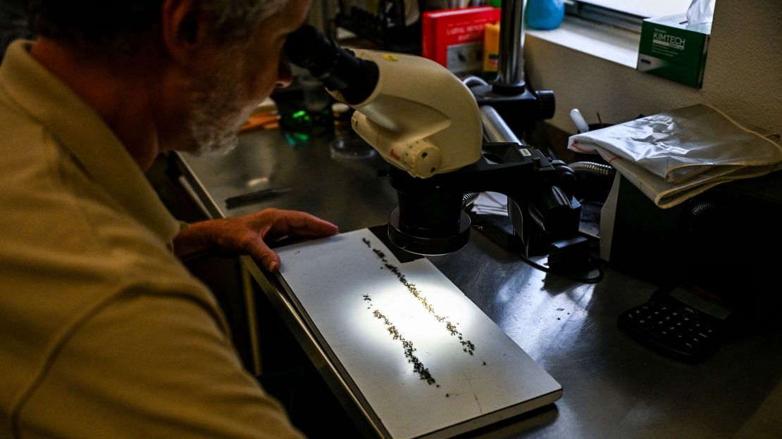 Sarasota County Mosquito Management Services Manager, Wade Brennan, studies specimens of anopheles mosquitoes that cause malaria in Sarasota, Florida on June 30, 2023. The US Centers for Disease Control and Prevention issued an alert June 26 after five cases of malaria were confirmed, the first locally acquired cases of the disease in the United States in 20 years. Four cases of the mosquito-borne illness were confirmed in Florida and one in Texas, the CDC said in its health alert, adding the cases in the two states did not seem to be related. (Photo by CHANDAN KHANNA / AFP) (Photo by CHANDAN KHANNA/AFP via Getty Images)