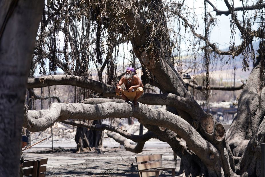 A man sits on the Lahaina historic banyan tree damaged by a wildfire on Friday.