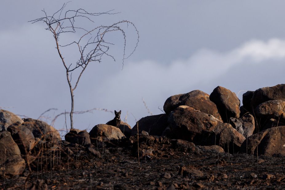 A cat looks out from a burned open field caused by the south Maui fire as Maui island deals with the aftermath of multiple wildfires on Friday.