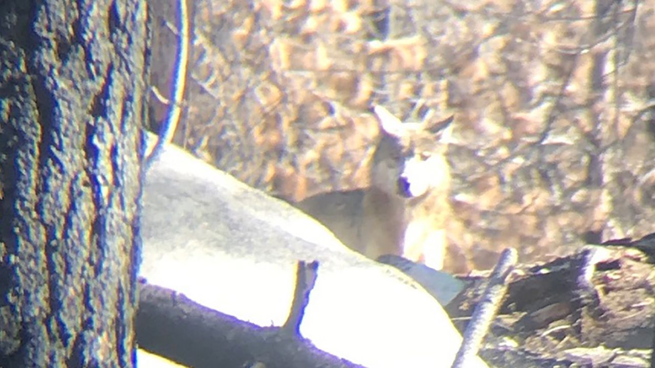 Newly identified pack of endangered gray wolves roams California's