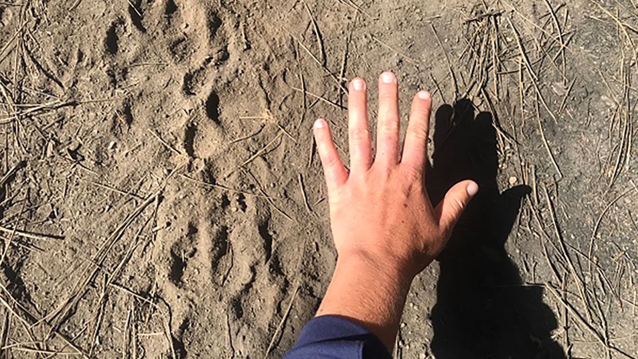 Researchers discovered a new pack of endangered gray wolves in California.