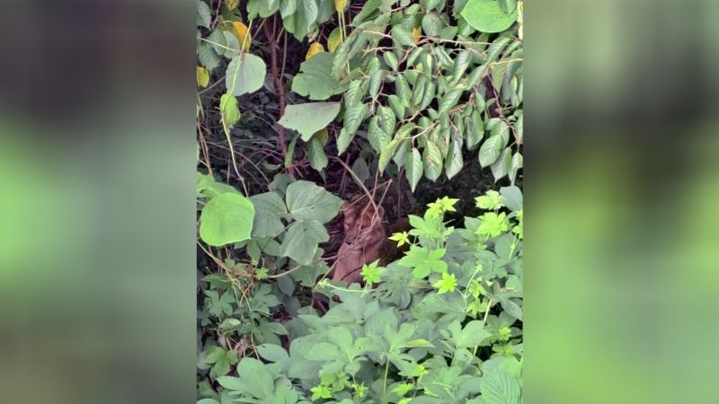 NextImg:Endangered lioness killed after escaping farm in South Korea | CNN