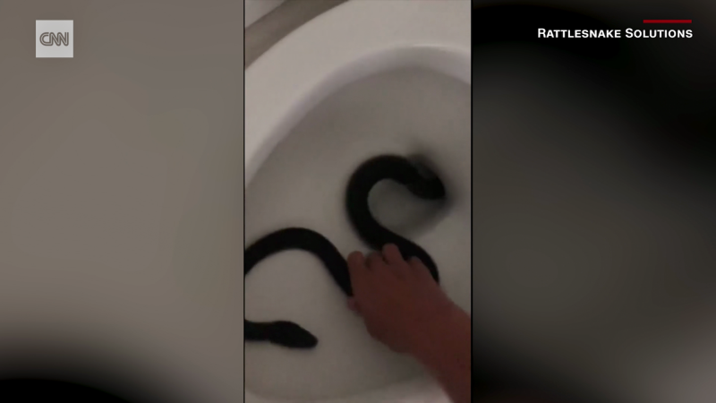 Watch: Creepy snake captured from homeowner's toilet