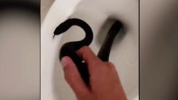 arizona toilet snake alt