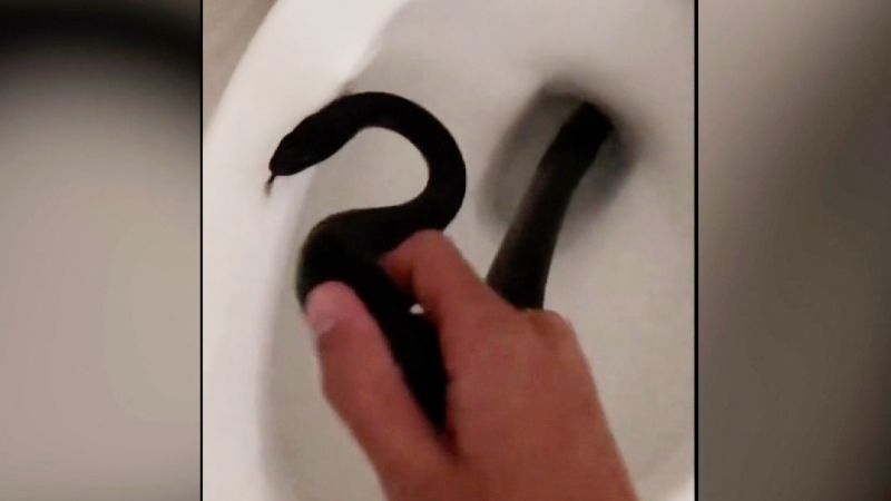 Terrifying moment huge black snake slithers its way up through toilet