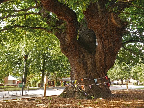 In Grantham, Lincolnshire, a 500-year-old oak pre-dates the residential neighborhood surrounding it by several centuries. Through collaboration with the local council, the Woodland Trust have worked to safeguard the tree by installing a protective barrier and taking cuttings to grow new saplings from the oak.