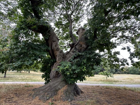 London's Greenwich Park boasts a remarkable 360-year-old twisted sweet chestnut, planted at King Charles II's request as part of a grand redesign of the park in the late 17th century. The sweet chestnut, one of many of the trees still surviving, now houses diverse wildlife and fungi in its aged trunk.