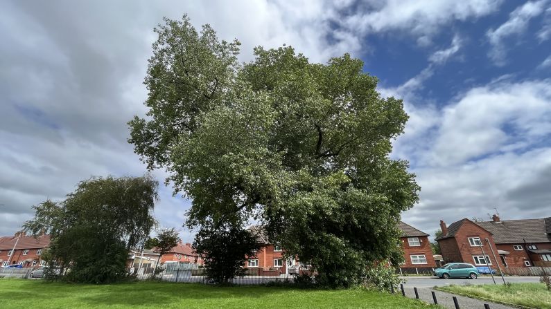 A huge black poplar, found in Manchester's Annie Lees Park, is another example of amazing resilience. As the industrial revolution took hold in Manchester at the turn of the century, many of the city's trees died -- unable to withstand the boom in coal-burning pollution. But the black poplars of the city thrived despite the oppressive conditions.