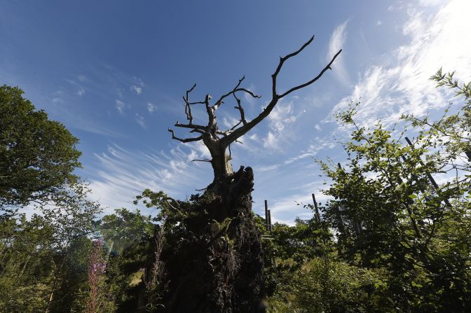 Though no one knows the exact age of Belfast's Belvoir oak, it is thought to be the oldest surviving tree in Belvoir Park Forest. Estimated at more than 500 years old, it could even be the oldest in all of Northern Ireland.