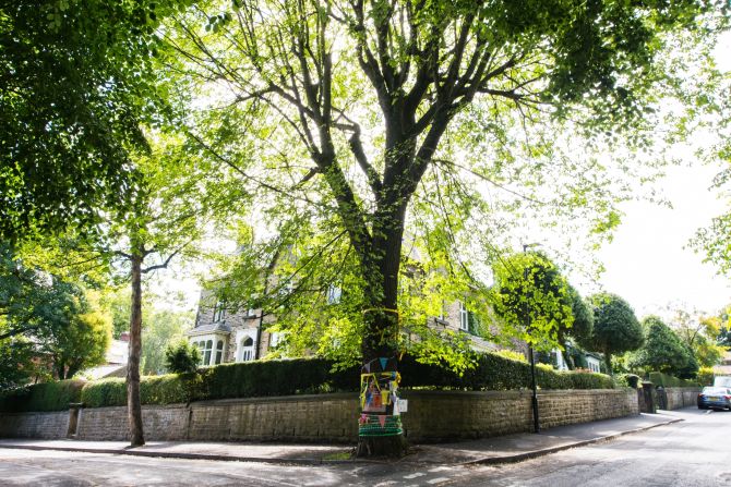 An unassuming mature elm on Chelsea Road in Sheffield is another symbol of resilience for local people. It is a rare example of a tree resistant to Dutch elm disease which wiped out more than 60 million of the UK's elm trees. Despite this, in 2017 it was ear-marked to be felled by Sheffield City Council until campaigners pointed out its history, and the fact it is home to the rare white-letter hairstreak butterfly.