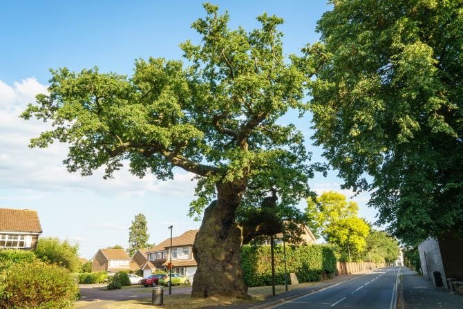 A tree known as the Crouch Oak in Addlestone, Surrey, has been standing for 800 years and has witnessed several important moments in UK history. It has sheltered picnics hosted by Queen Elizabeth I and sermons preached by John Wycliff and Charles Spurgeon. The tree was almost lost in 2007 when arsonists set its trunk on fire, but thanks to fire crews it still stands today.