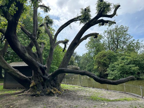 Having witnessed the transformation of Leamington Spa, central England, perhaps as far back as the 1840s, a great holm oak leans over the lake at Jephson Gardens. Its survival through the challenges of urbanization demonstrates the resilience of this species of tree.