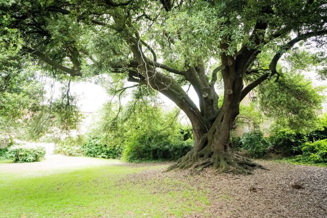 Nominated by the public to join the shortlist, Westbury's huge holm oak stands tall beside the town library. Its exact history remains unknown, but its size suggests it pre-dates the 18th century library and is likely to have provided a shady spot to read long before the building was opened.