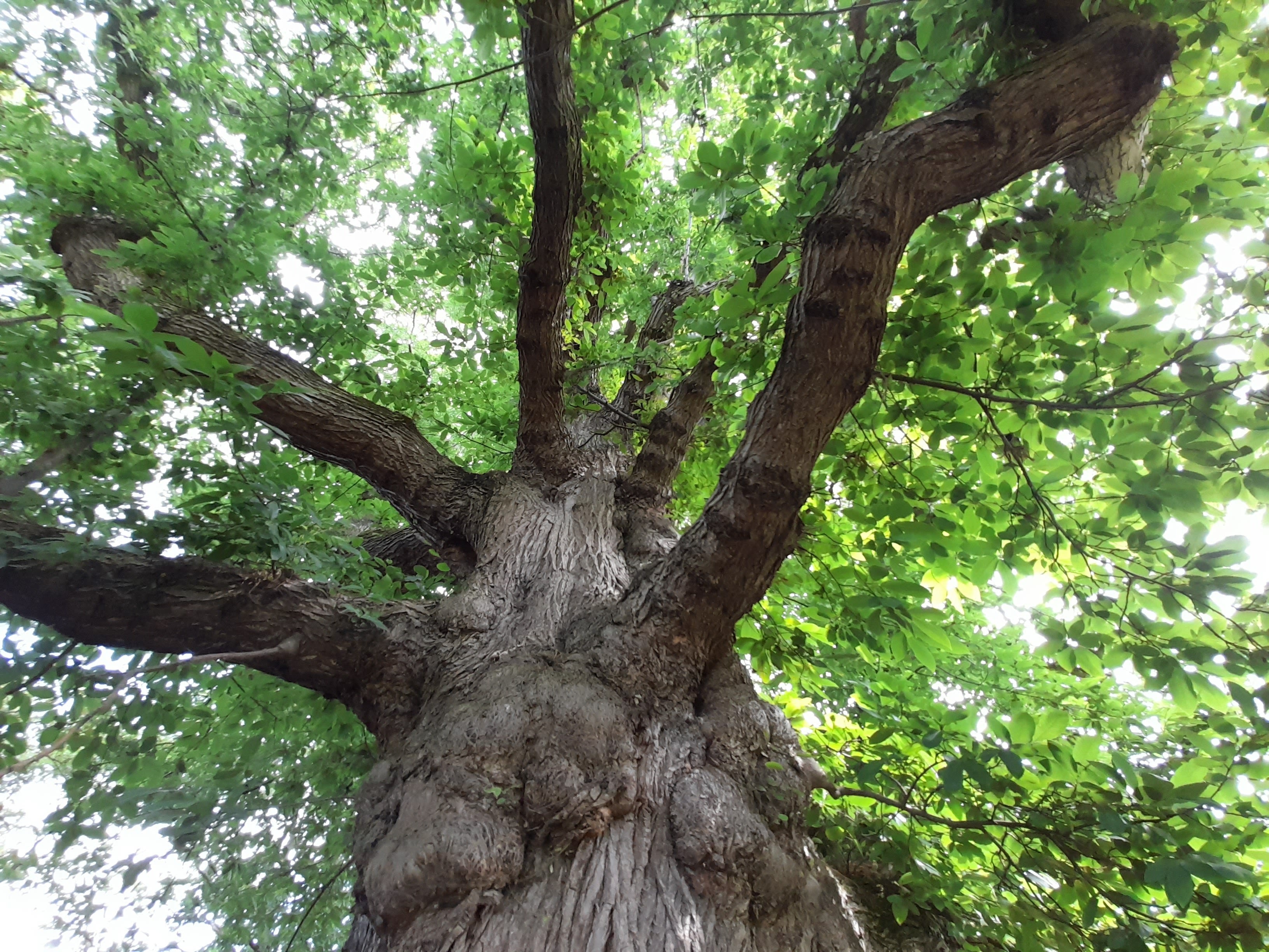 The Heart of the Garden – Tree of the year