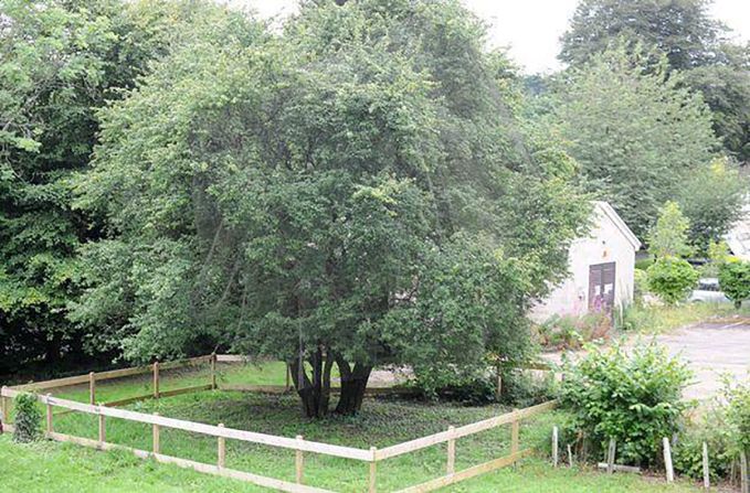 An example of the only tree species protected under the UK's Wildlife and Countryside Act 1981, the Plymouth pear tree in Derriford, Devon, thrives among vanishing peers. Whilst many of its species have been lost to new roads, this Plymouth pear is a beacon for preservation.