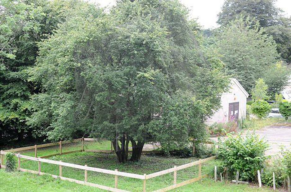 The Heart of the Garden – Tree of the year