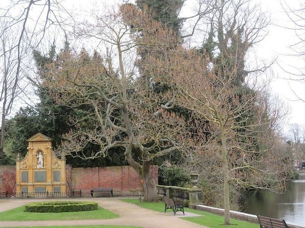 In Staffordshire's Lichfield, a century-old foxglove tree graces the Remembrance Garden, honoring World War I's fallen soldiers. With its vibrant spring blooms against the backdrop of the cathedral's unique spires, it's a cherished city landmark.