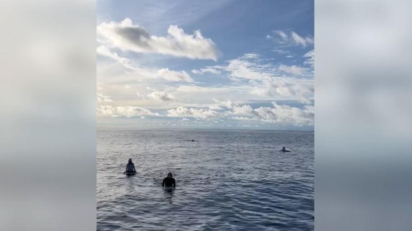 Australian Surfers found