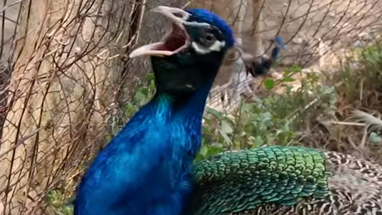 Peacock Vasectomies 1