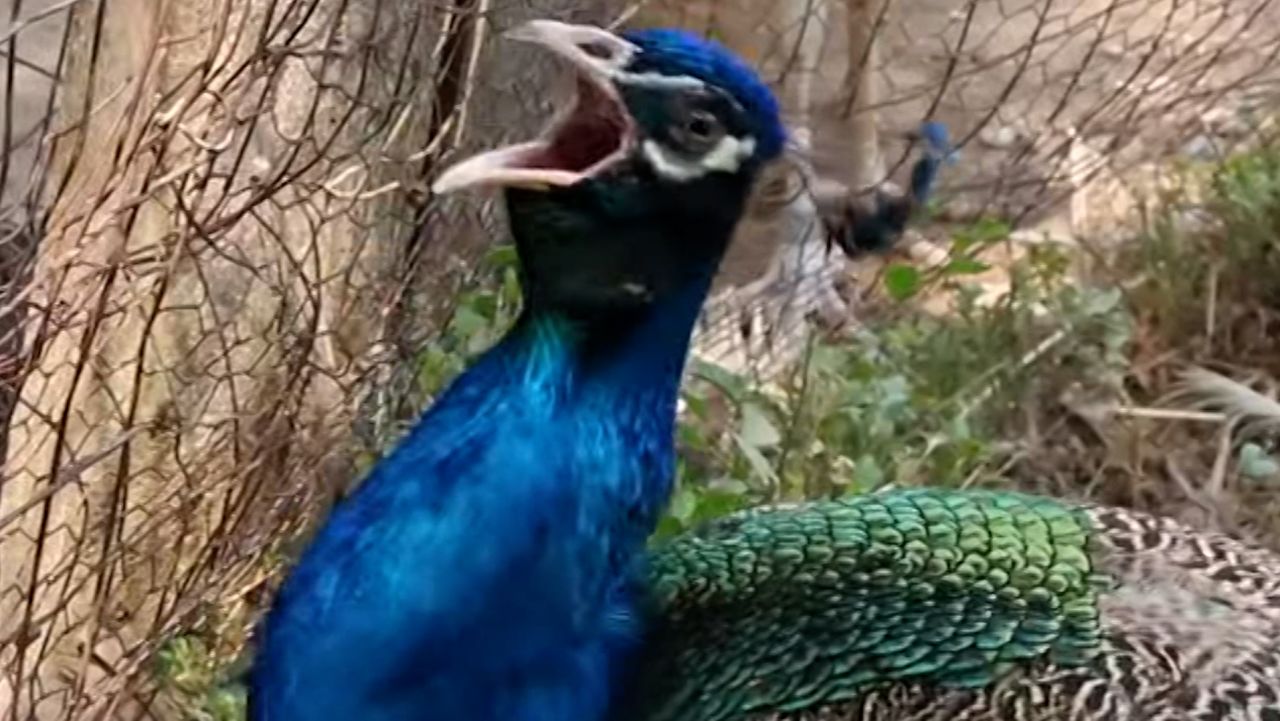 Overrun By Peacocks Town Turns To Veterinarian For Help See What Hes