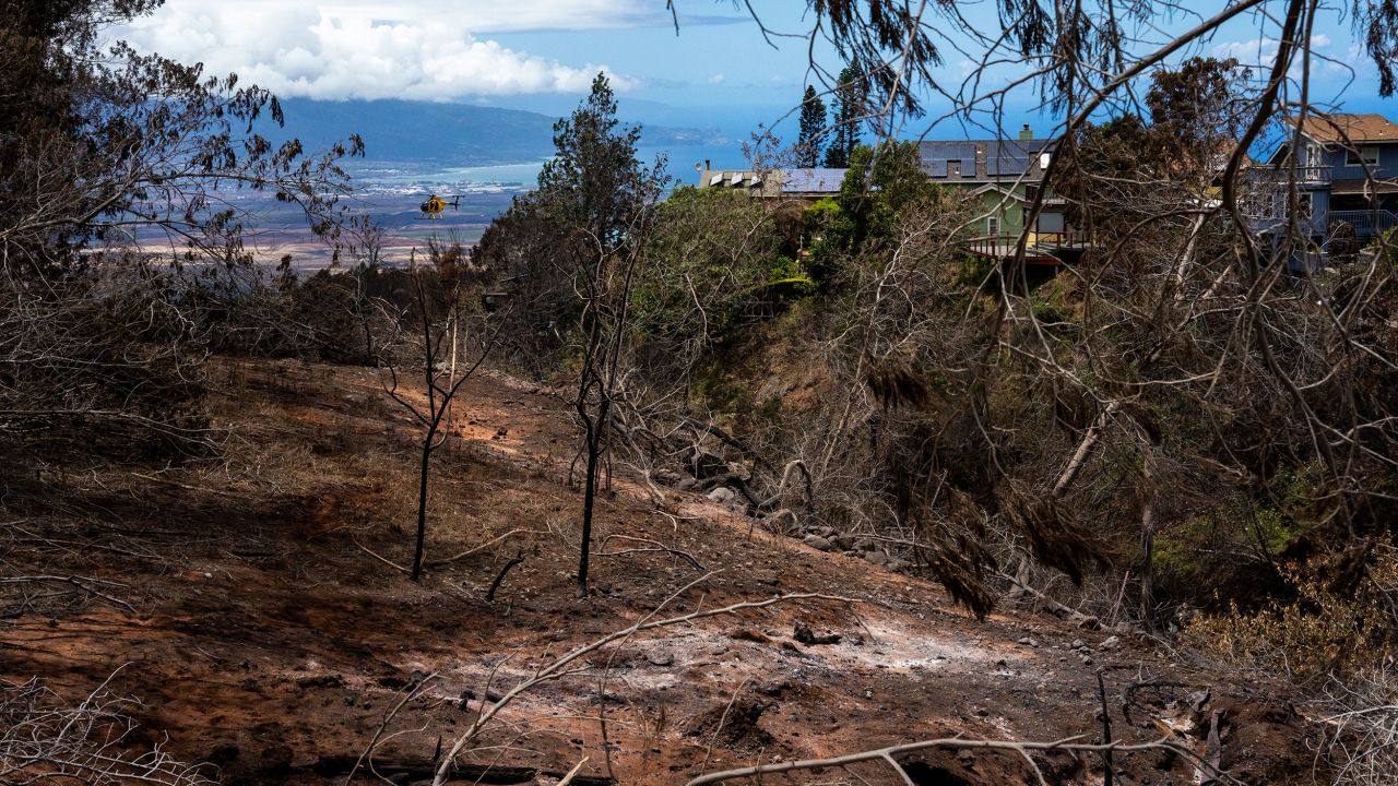 На Мауи се виждат обгорена земя и дървета.