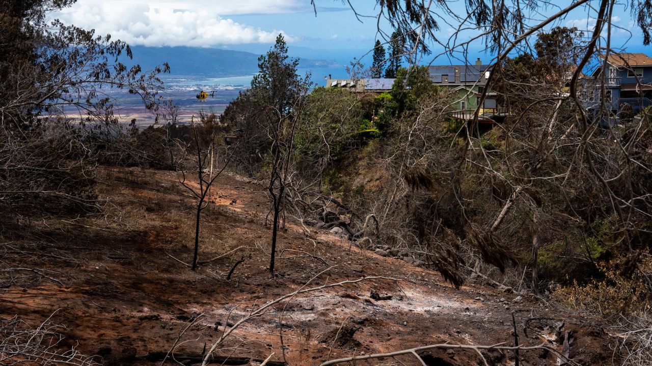 Se ven árboles y tierra arrasada en Maui.