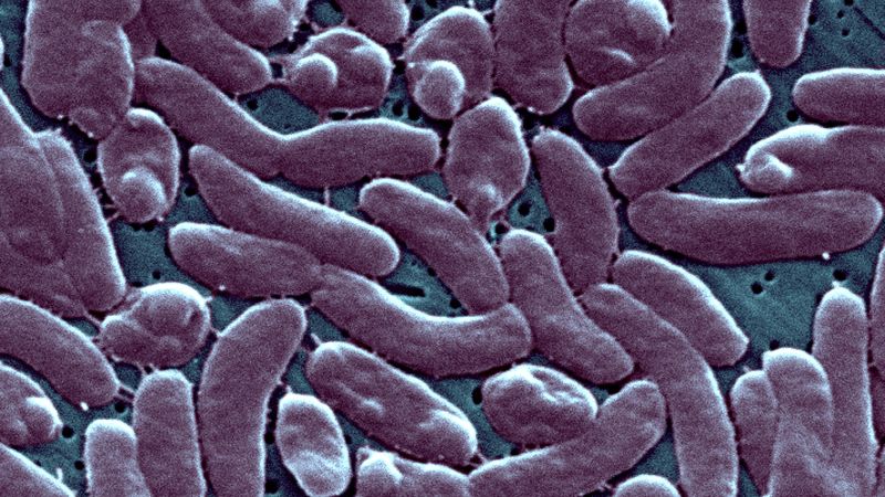 3 people have died after infection with rare flesh-eating bacteria in Connecticut and New York | CNN