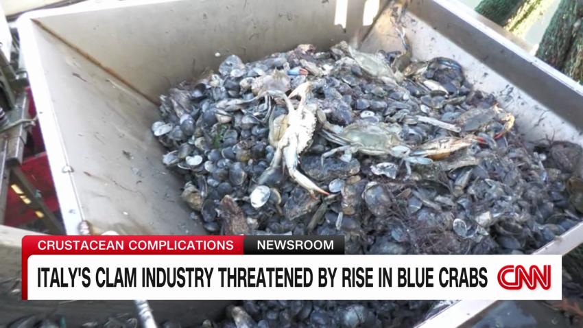 exp italy blue crabs nadeau pkg 081701ASEG1 cnni world_00005830.png