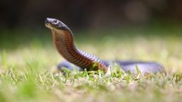  Австралийският парк за влечуги издава предупреждение за обществеността да бъде нащрек за отровни змии, които са по-активни поради необичайно високите температури.“ class=