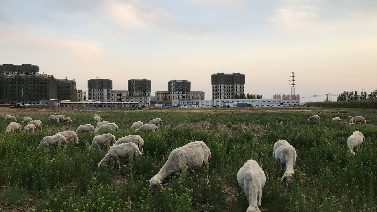 Oile care pasc pe iarba pe santierul inactiv al unui proiect imobiliar rezidential de lux din provincia Hebei in aprilie 2017. Proiectul a fost suspendat dupa ce guvernul central si-a anuntat decizia de a construi Noua Zona Xiong'an.