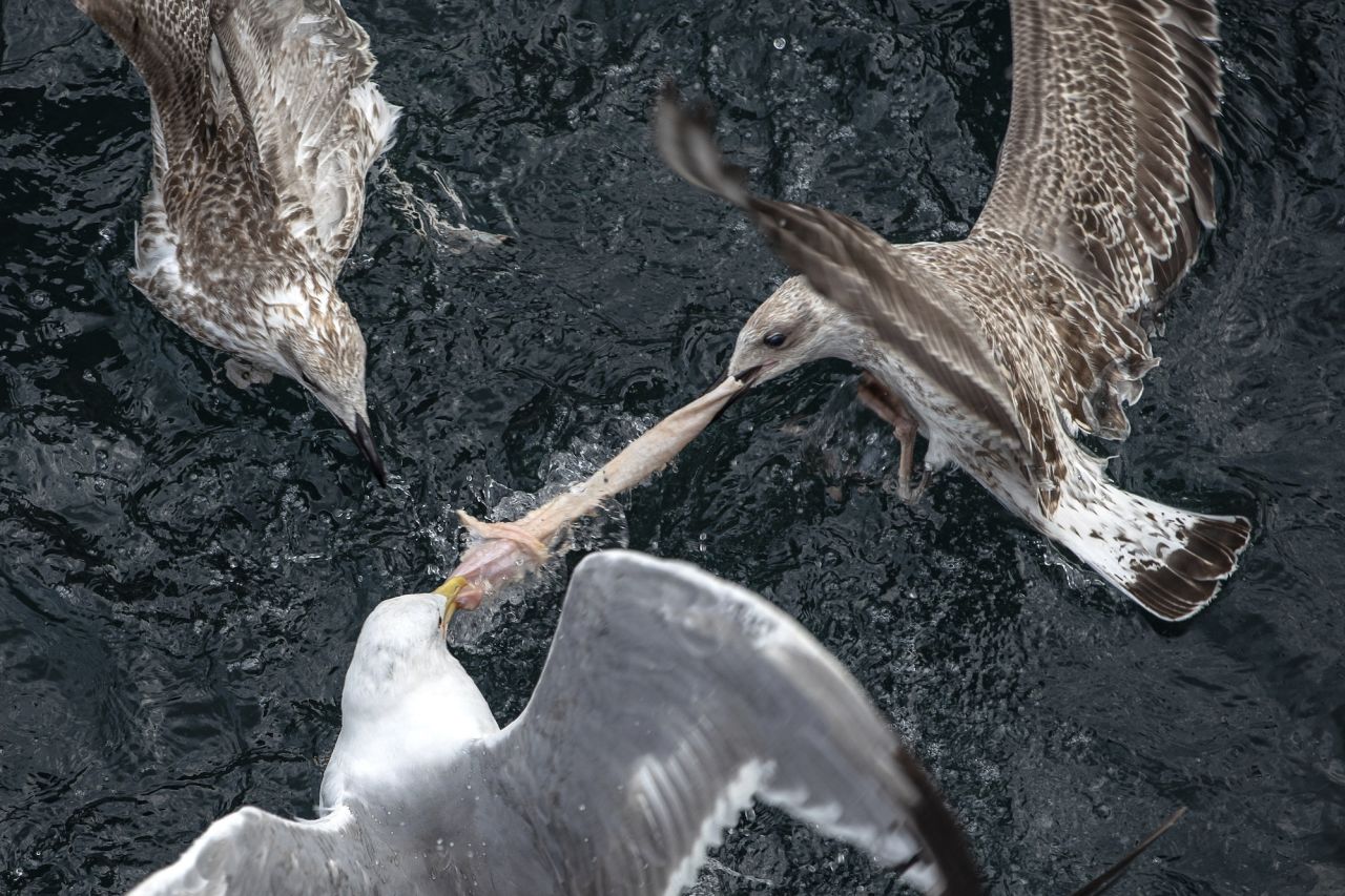 Two seagulls struggle to grab food thrown from a ferry in Istanbul on Thursday, August 10.