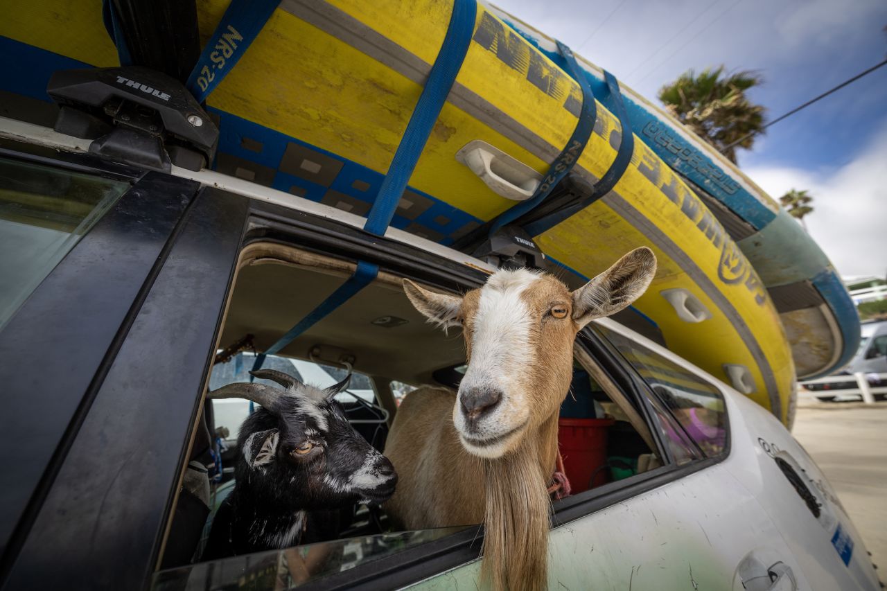 <a href="https://www.travelandleisure.com/animals/goat-surfing-instructor-california" target="_blank" target="_blank">Surfing goats</a> Chupacabrah and Grover check out the waves from a vehicle in San Diego County, California, on Friday, August 11.