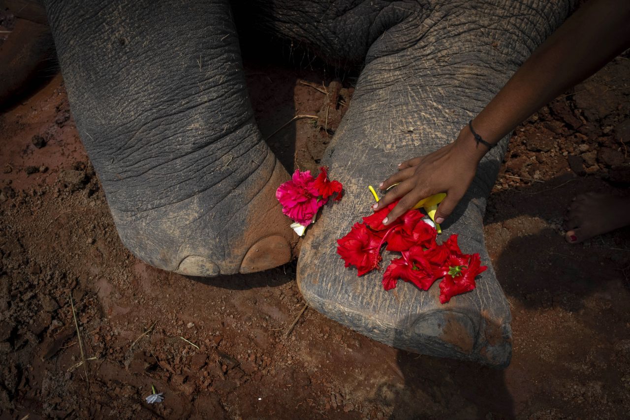 A girl on Thursday, August 10, places flowers on the feet of a wild elephant that died after it was hit by a train in the Indian village of Kurkria.