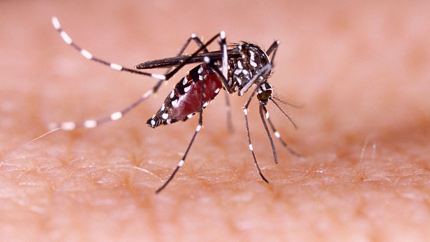 An aedes aegypti mosquito, which has been known to carry Dengue, as well as Zika and other diseases.