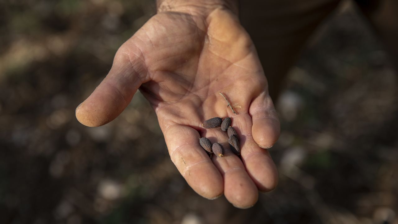 An oil producer shows dried olives inside a field of olive trees in Postiglione, Italy, on August 6, 2023.