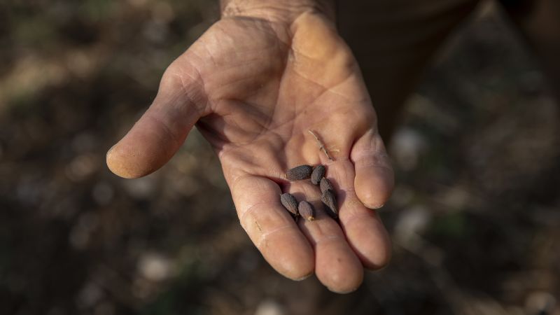 NextImg:Olive oil is in trouble as extreme heat and drought push the industry into crisis | CNN Business