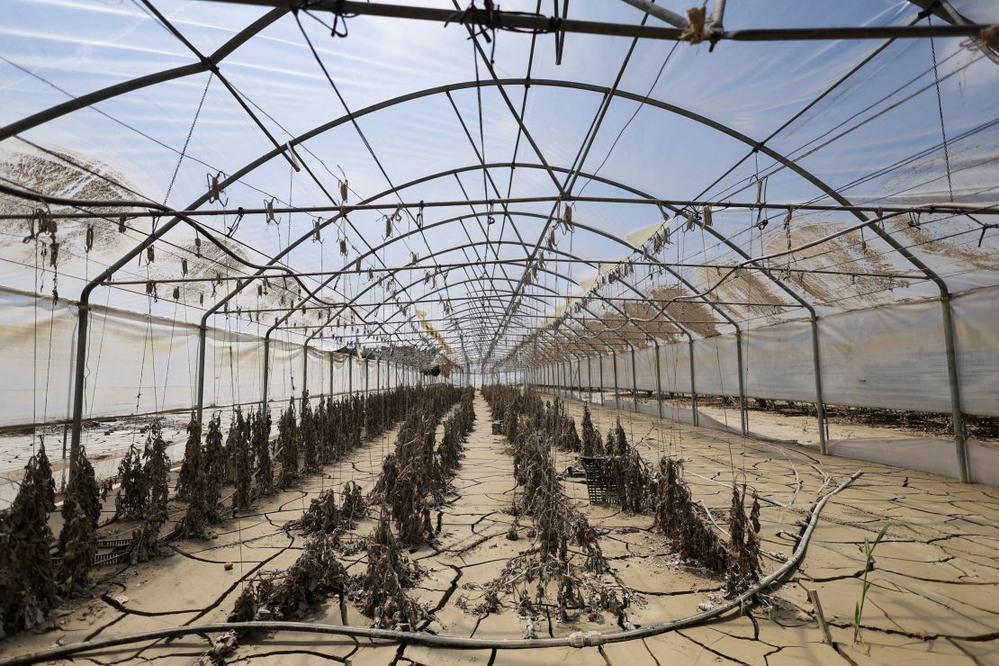 Tomato plants covered with cracked solidified mud in a greenhouse, in the aftermath of deadly floods in Emilia-Romagna, in Forli, Italy June 1, 2023. 