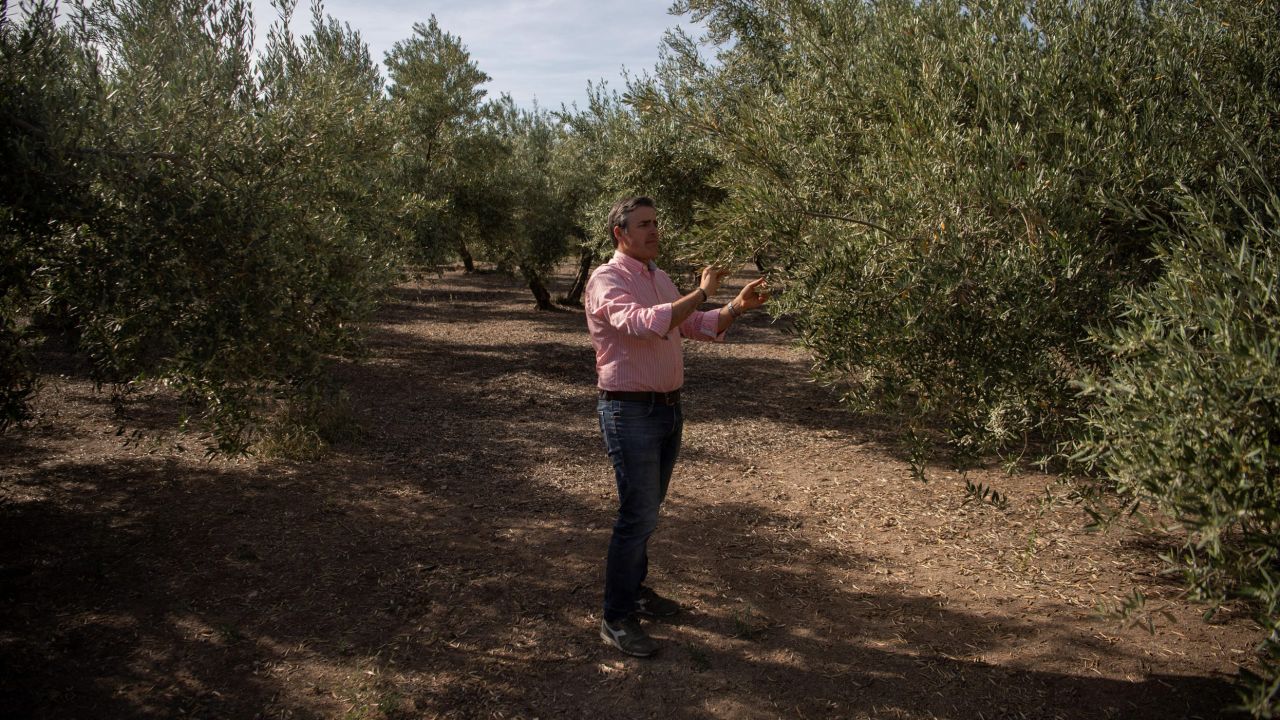 Farmer Cristobal Cano checks his olive grove near Jaen, Spain, on May 5, 2023. Drought and heat are causing fears of a "crisis" for the sector.