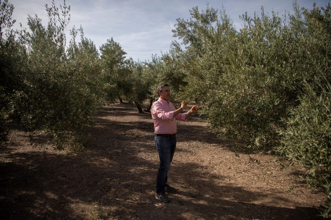 Farmer Cristobal Cano checks his olive grove near Jaen, Spain, on May 5, 2023. Drought and heat are causing fears of a "crisis" for the sector.