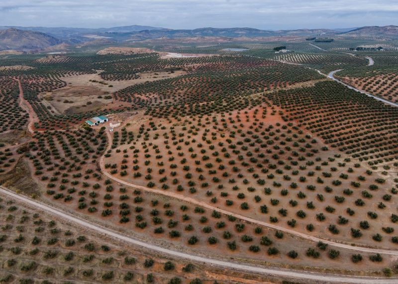 Olive Oil Is In Trouble As Extreme Heat And Drought Push The Industry ...