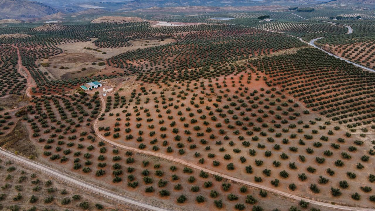 Një fushë me pemë ulliri më 24 nëntor 2022 në Jaen, Spanjë.  Rendimentet ranë me 50% sezonin e kaluar mes të nxehtit dhe thatësirës.